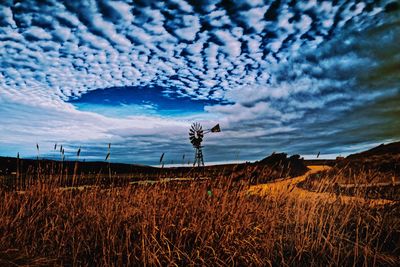 Plants growing on field against sky