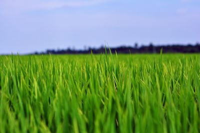 Scenic view of agricultural field against sky