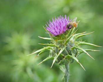 Close-up of pink thistle flower