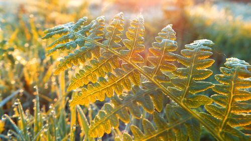 Close-up of butterfly on plant