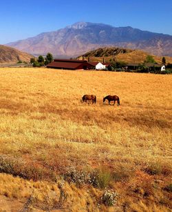 Cows grazing on field against sky