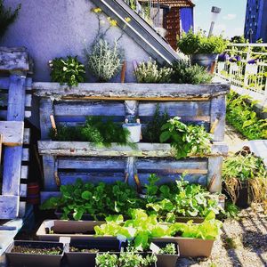 Potted plants in backyard