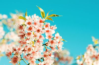 Close-up of fresh flowers blooming on plant against sky