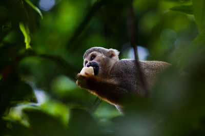 Monkey eating banane 