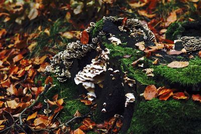 High angle view of mushrooms on leaves in forest