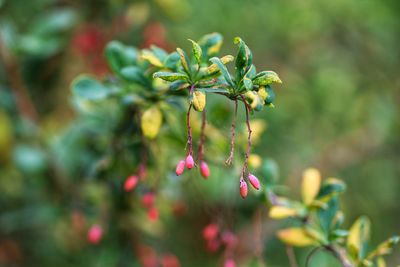 Close-up of berries growing on plant