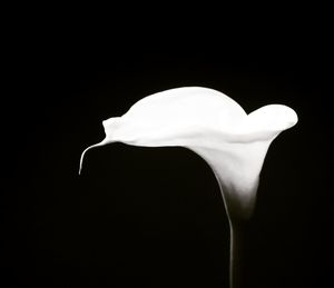 Close-up of white rose against black background