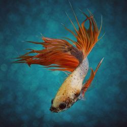 Close-up of fish swimming in sea