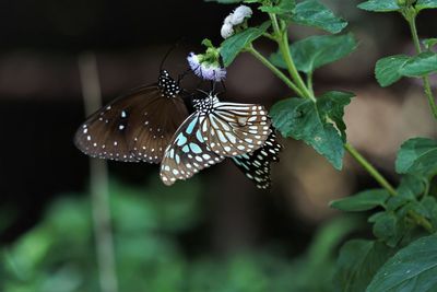 Close-up of butterfly on leaf