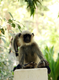 Portrait of monkey sitting on tree