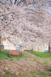 Cherry blossoms on field