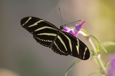 Zebra butterfly, long wings butterfly