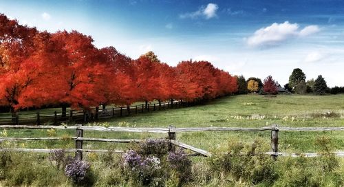 Trees on field against sky during autumn