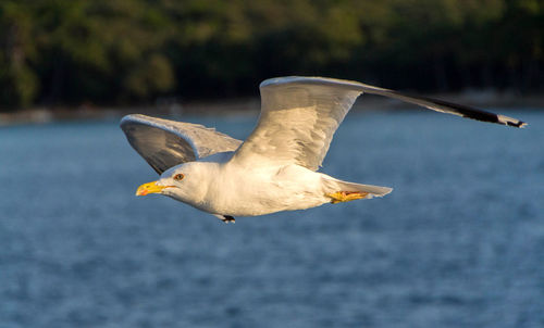 Low angle view of seagull flying over sea