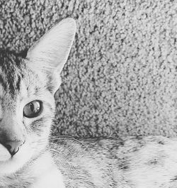 Close-up portrait of a cat