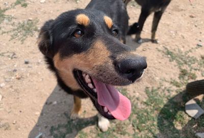 High angle view of dog