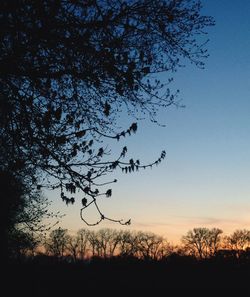 Trees at sunset