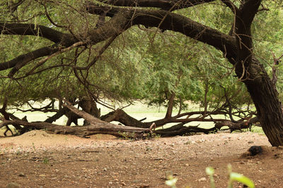 Trees on field in forest