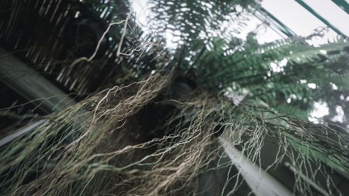 Low angle view of plants against trees
