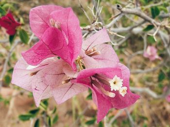 Close-up of pink flowers