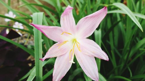 Close-up of day lily blooming outdoors