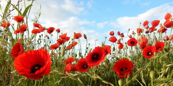 Close-up of yellow flowering plants on field against sky