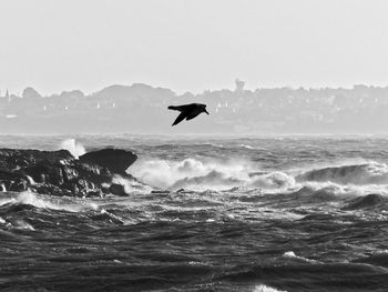 Silhouette bird flying over sea against clear sky