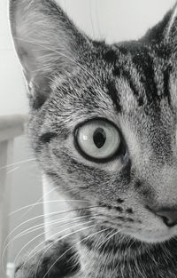 Close-up portrait of cat