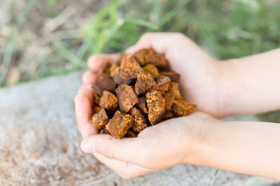 Gathered and foraged chaga mushroom wild birch tree fungus it is used in alternative medicine