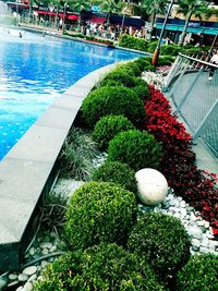 High angle view of plants by swimming pool in garden