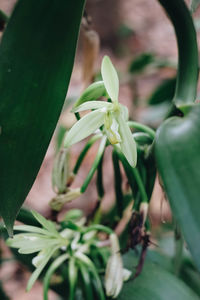 Close-up of potted plant