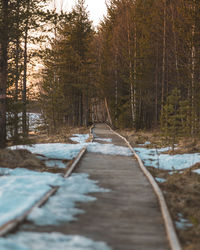 Surface level of dirt road amidst trees in forest