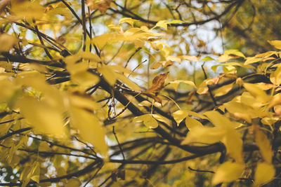 Low angle view of yellow leaves on tree