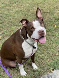 Sweet rescue american bulldog. his name is cooper and he is the best boy 