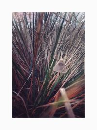 Close-up of dry plants on land