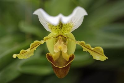 Close-up of yellow flowering plant