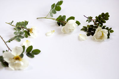 High angle view of white flowering plant