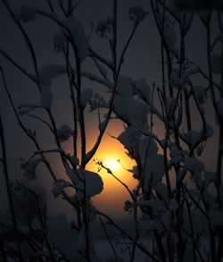 Low angle view of silhouette bare tree against orange sky