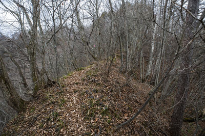 View of bare trees in forest