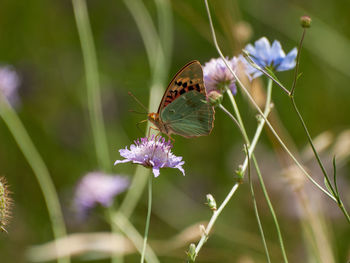 Close-up of butterfly pollinating on purple flower