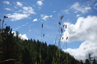 Low angle view of trees against sky