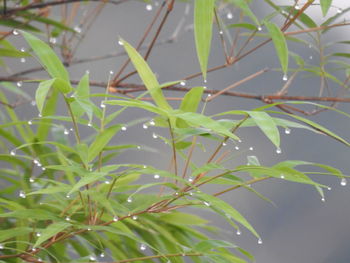 High angle view of raindrops on tree