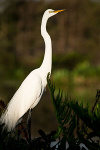 Close-up of a bird