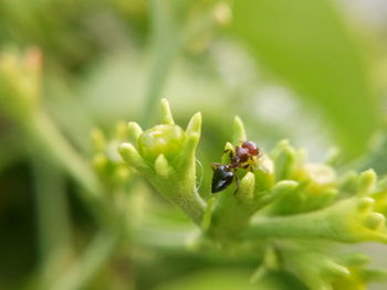 Close-up of insect on plant