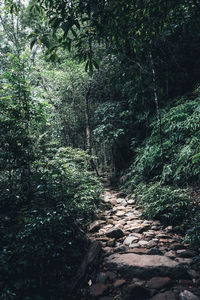 Footpath amidst trees in forest