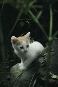 Close-up of a cat