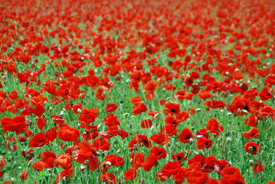 Close-up of red poppy flowers on field