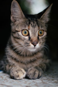 Close-up portrait of cat