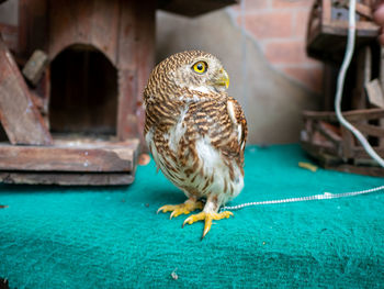 Close-up of a bird