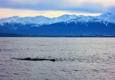 Scenic view of sea by snowcapped mountains against sky